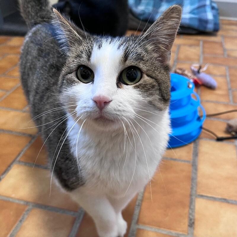 Gemma, Adoptable, Adult Female Domestic Short Hair & Domestic Short Hair.