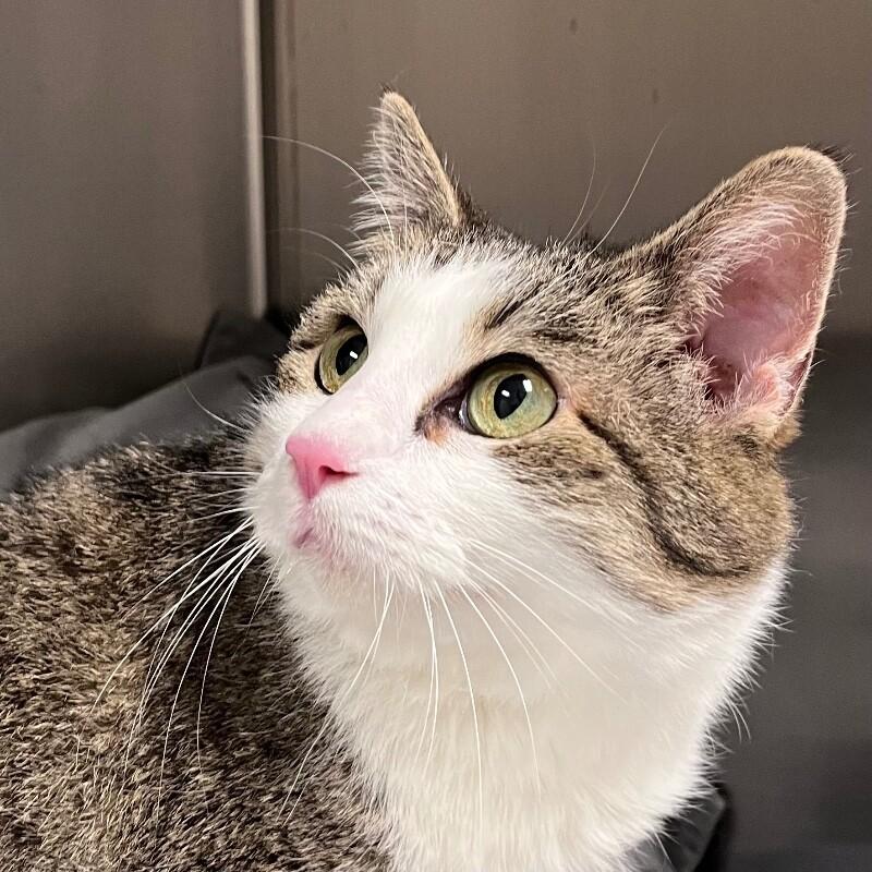 Gemma, Adoptable, Adult Female Domestic Short Hair & Domestic Short Hair.