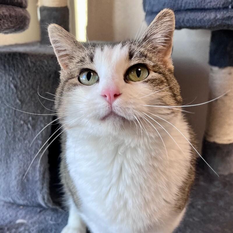 Enlarge Gemma, a Adoptable mixed breed in Yankton, SD image 3/6