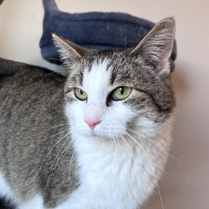 Enlarge Gemma, a Adoptable mixed breed in Yankton, SD image 4/6