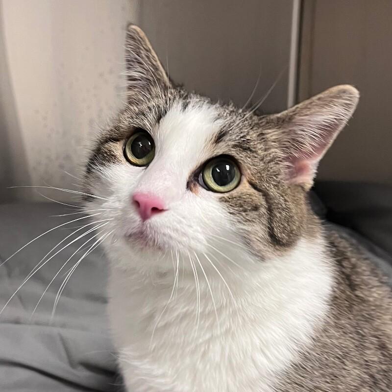 Gemma, a Adoptable mixed breed in Yankton, SD image 2/3