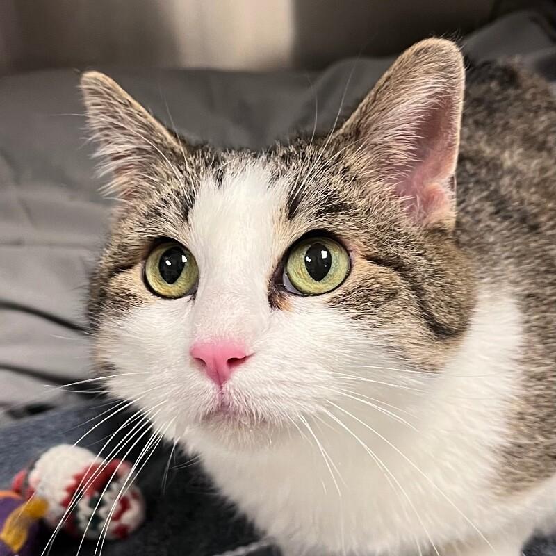 Gemma, a Adoptable mixed breed in Yankton, SD image 3/3