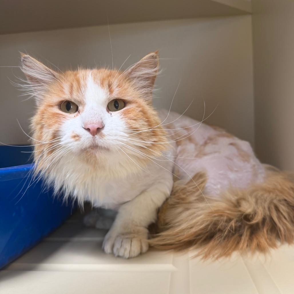 Oscar, a Adoptable Domestic Short Hair in Cody, WY image 1/3