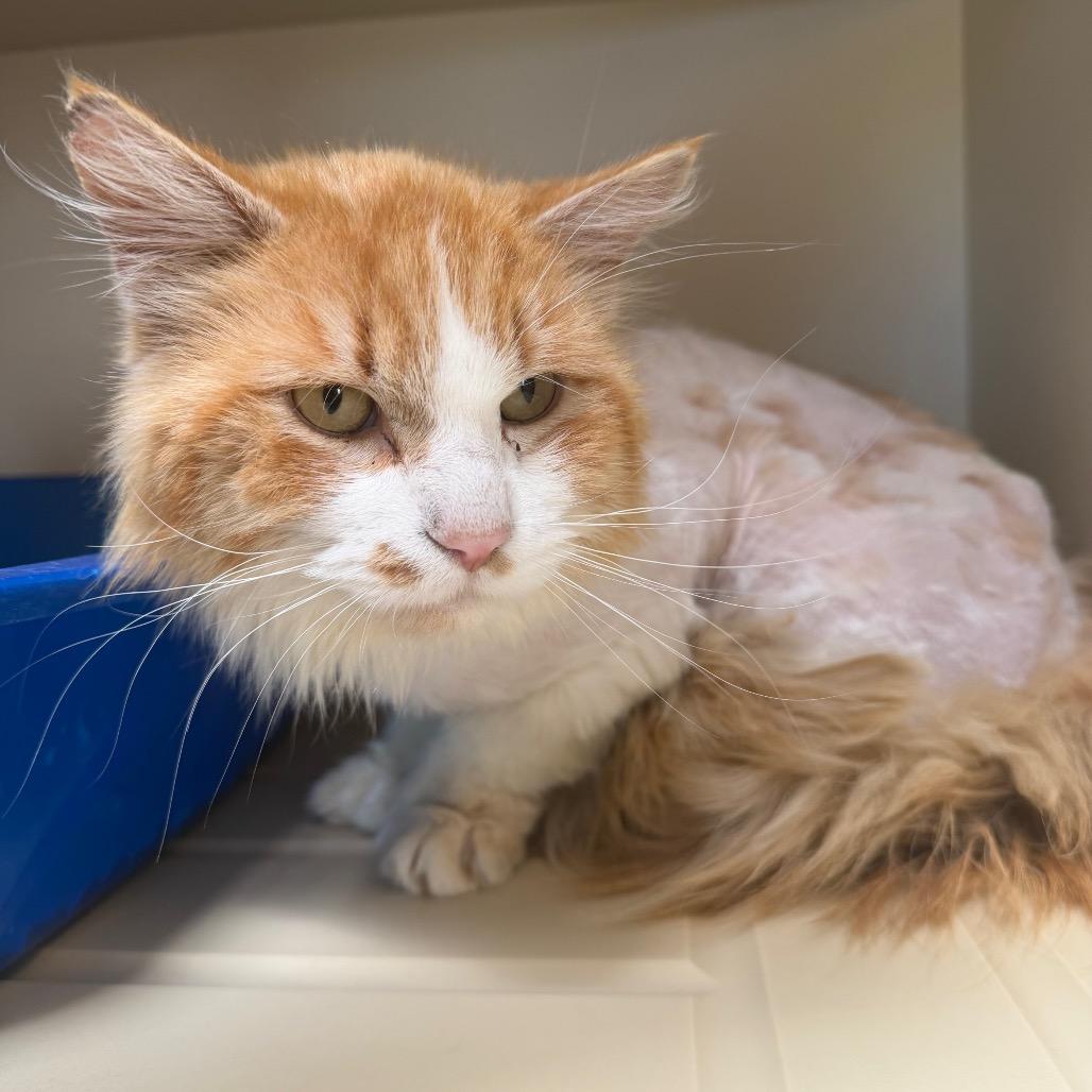 Oscar, a Adoptable Domestic Short Hair in Cody, WY image 2/3