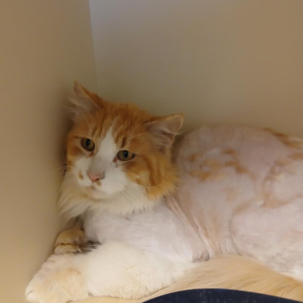 Oscar, a Adoptable Domestic Short Hair in Cody, WY image 3/3
