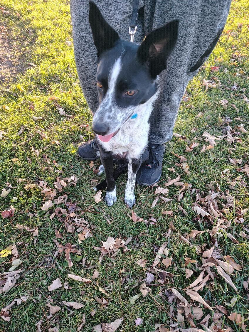 Indie, an adopted mixed breed in River Falls, WI image 1/3