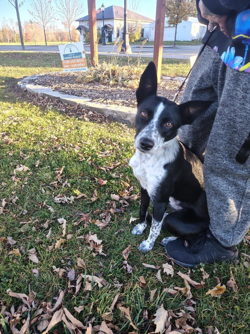 Indie, an adopted mixed breed in River Falls, WI image 2/3