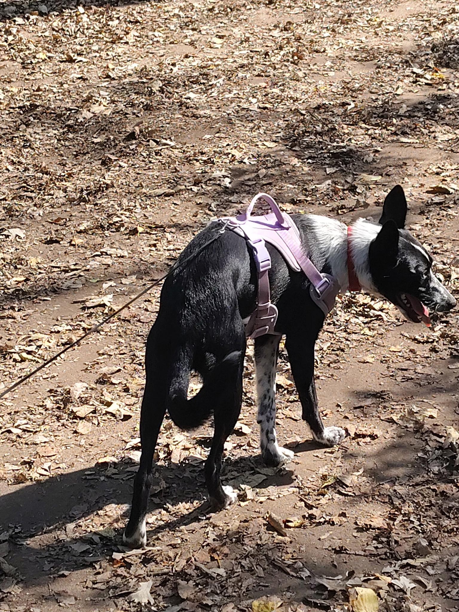 Indie, an adopted mixed breed in River Falls, WI image 3/3