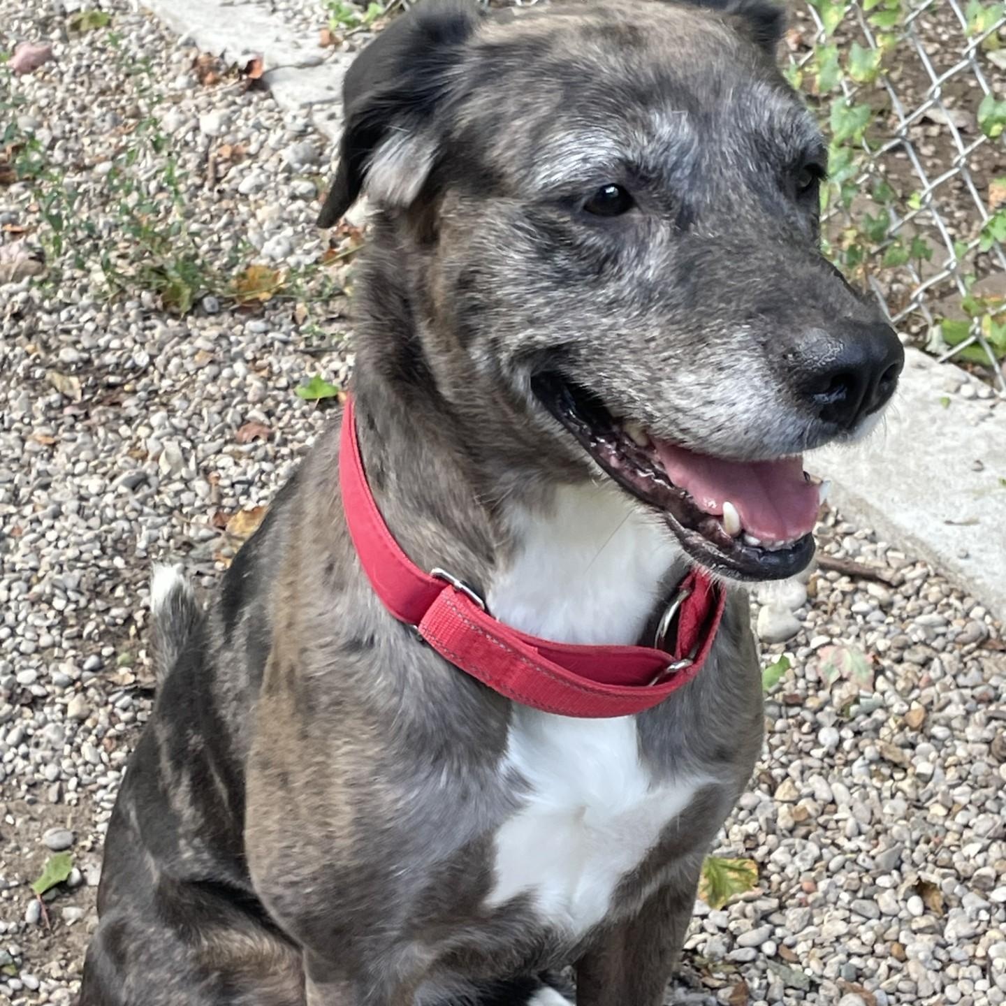 Freya, Adoptable, Young Female Catahoula Leopard Dog.