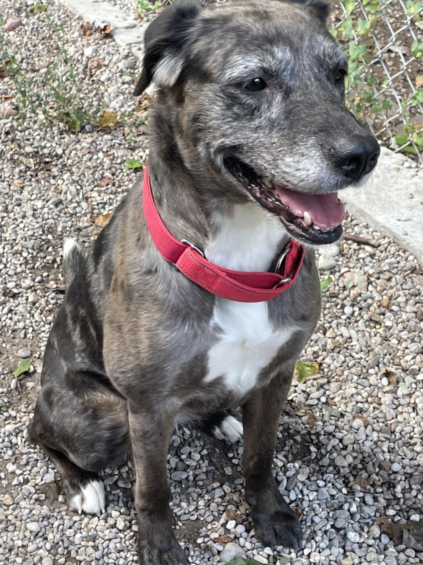 Freya, an adoptable Catahoula Leopard Dog in Boyne City, MI, 49712 | Photo Image 1