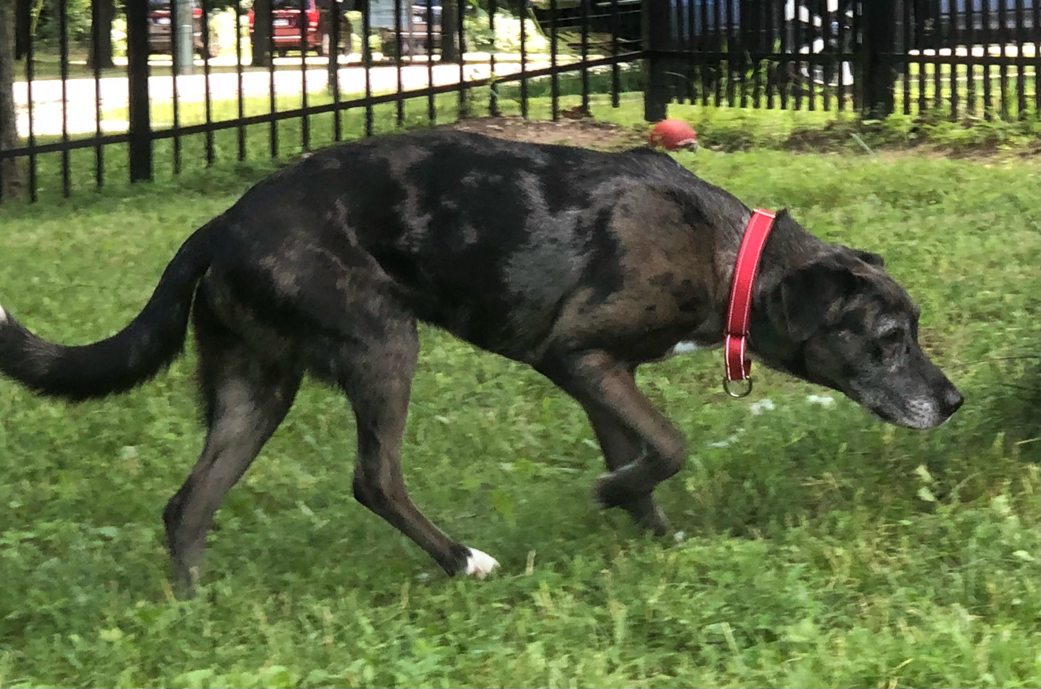 Enlarge Freya, a Adoptable Catahoula Leopard Dog in Boyne City, MI image 2/4