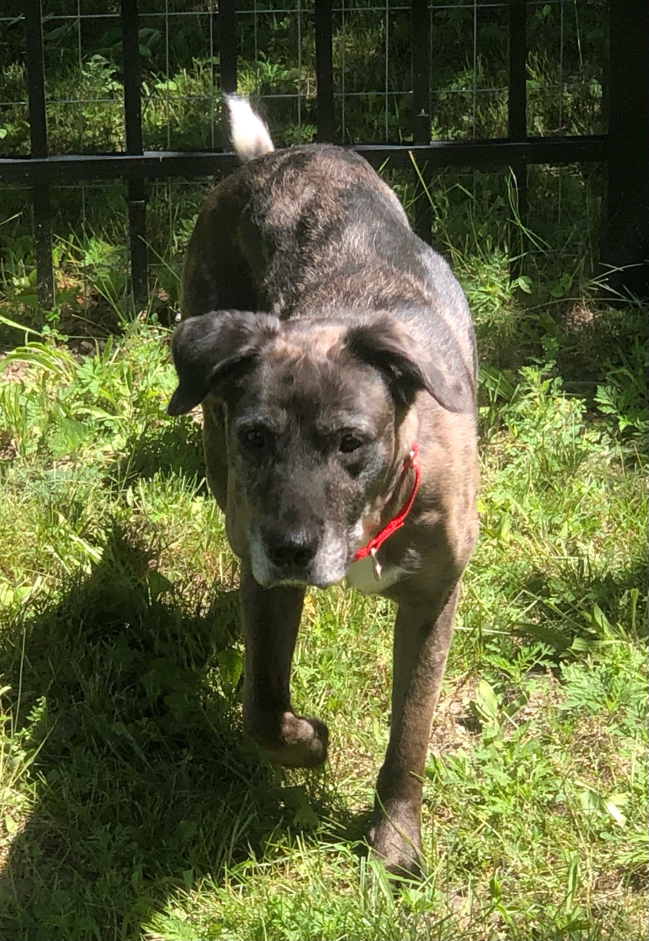 Enlarge Freya, a Adoptable Catahoula Leopard Dog in Boyne City, MI image 3/4