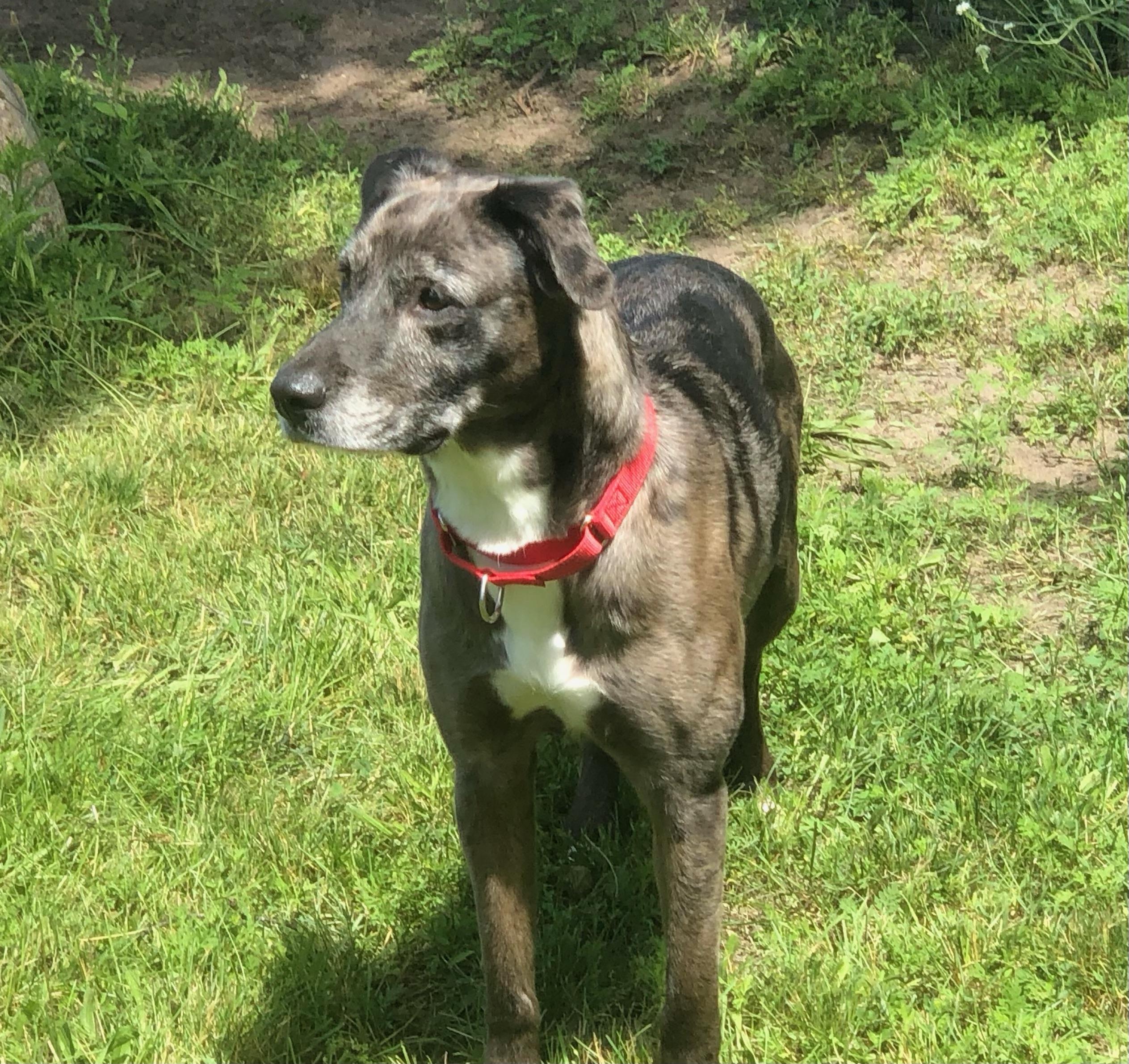 Freya, an adoptable Catahoula Leopard Dog in Boyne City, MI, 49712 | Photo Image 2