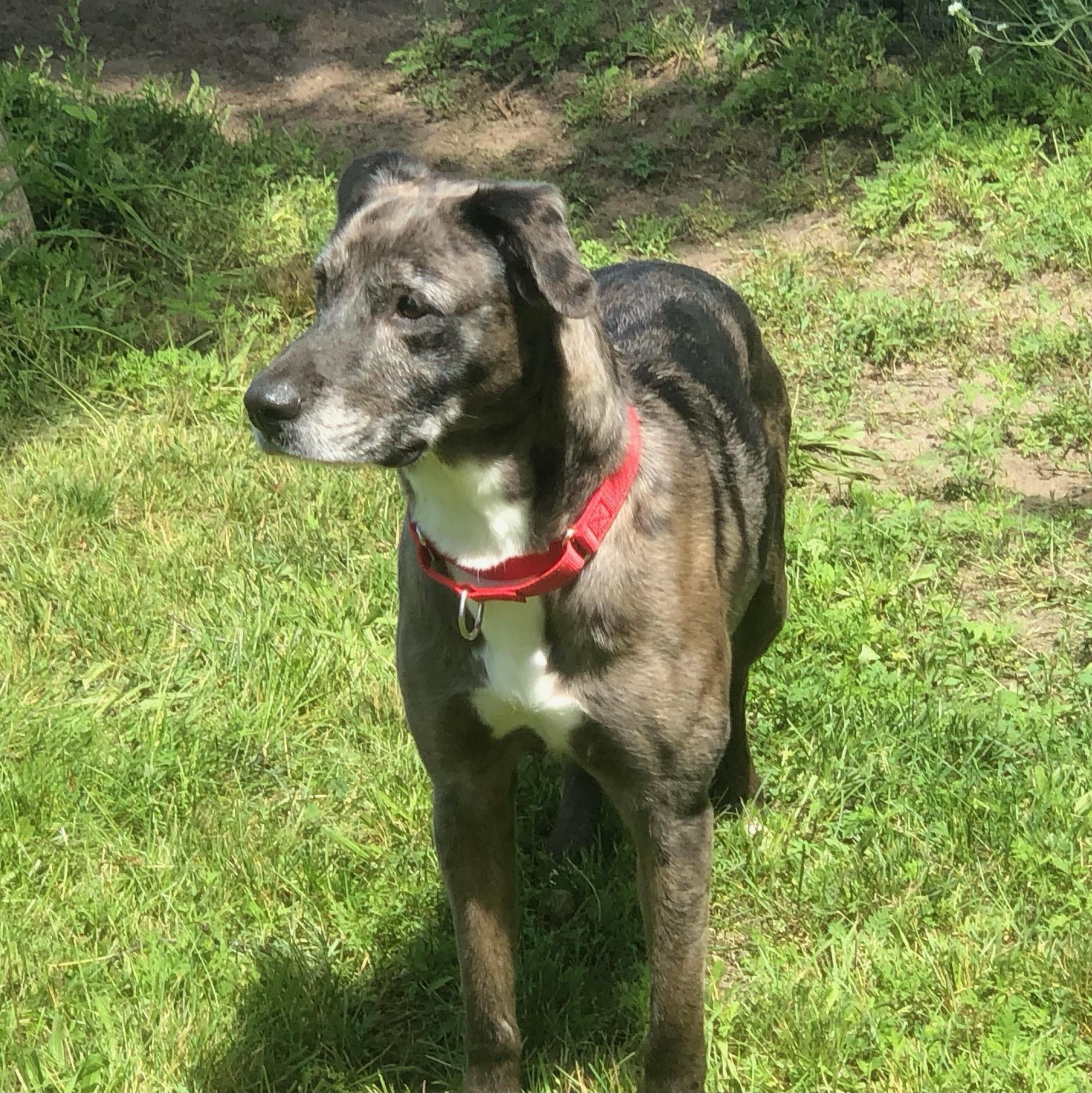 Enlarge Freya, a Adoptable Catahoula Leopard Dog in Boyne City, MI image 4/4