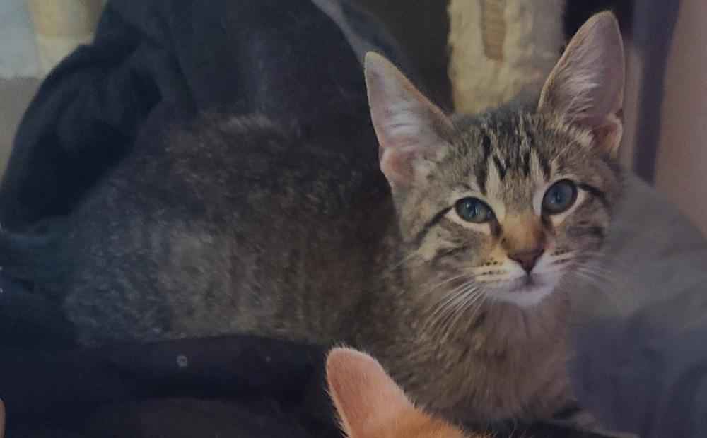 Cadbury, a Adopted American Shorthair in La valle, WI image 1/4