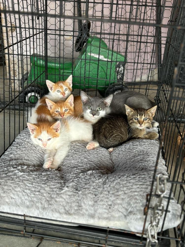 Cadbury, a Adopted American Shorthair in La valle, WI image 3/4