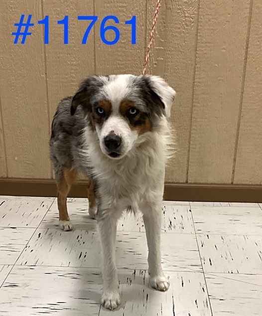 Enlarge #11761, a Adopted Australian Shepherd in Kerrville, TX image 1/1