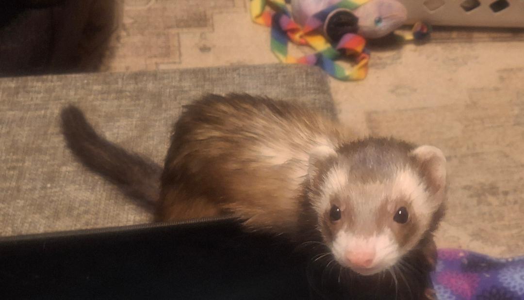 Enlarge Cammy, a Adoptable Ferret in Lake worth, FL image 1/1