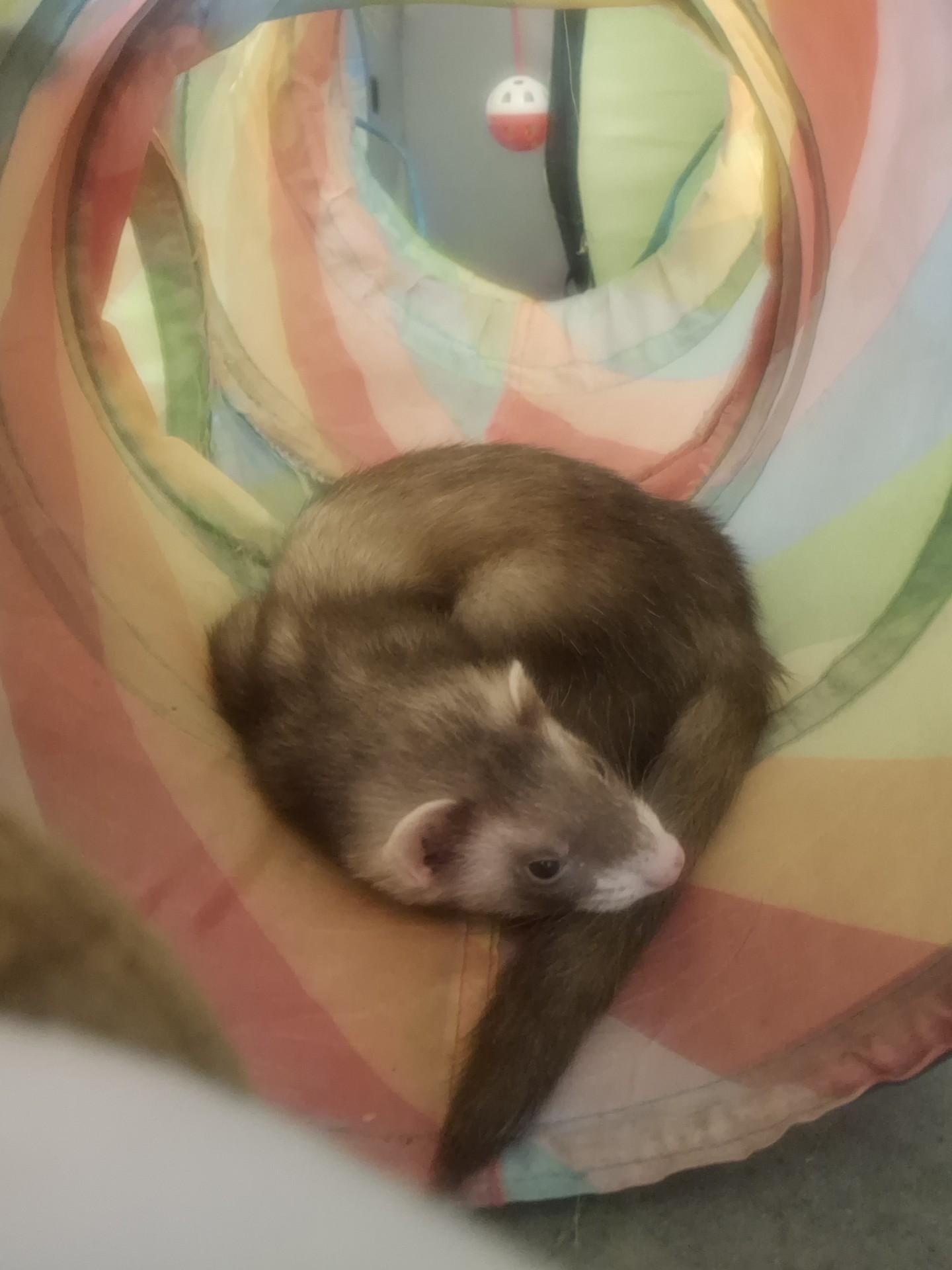 Enlarge Cammy, a Adoptable Ferret in Lake worth, FL image 2/2