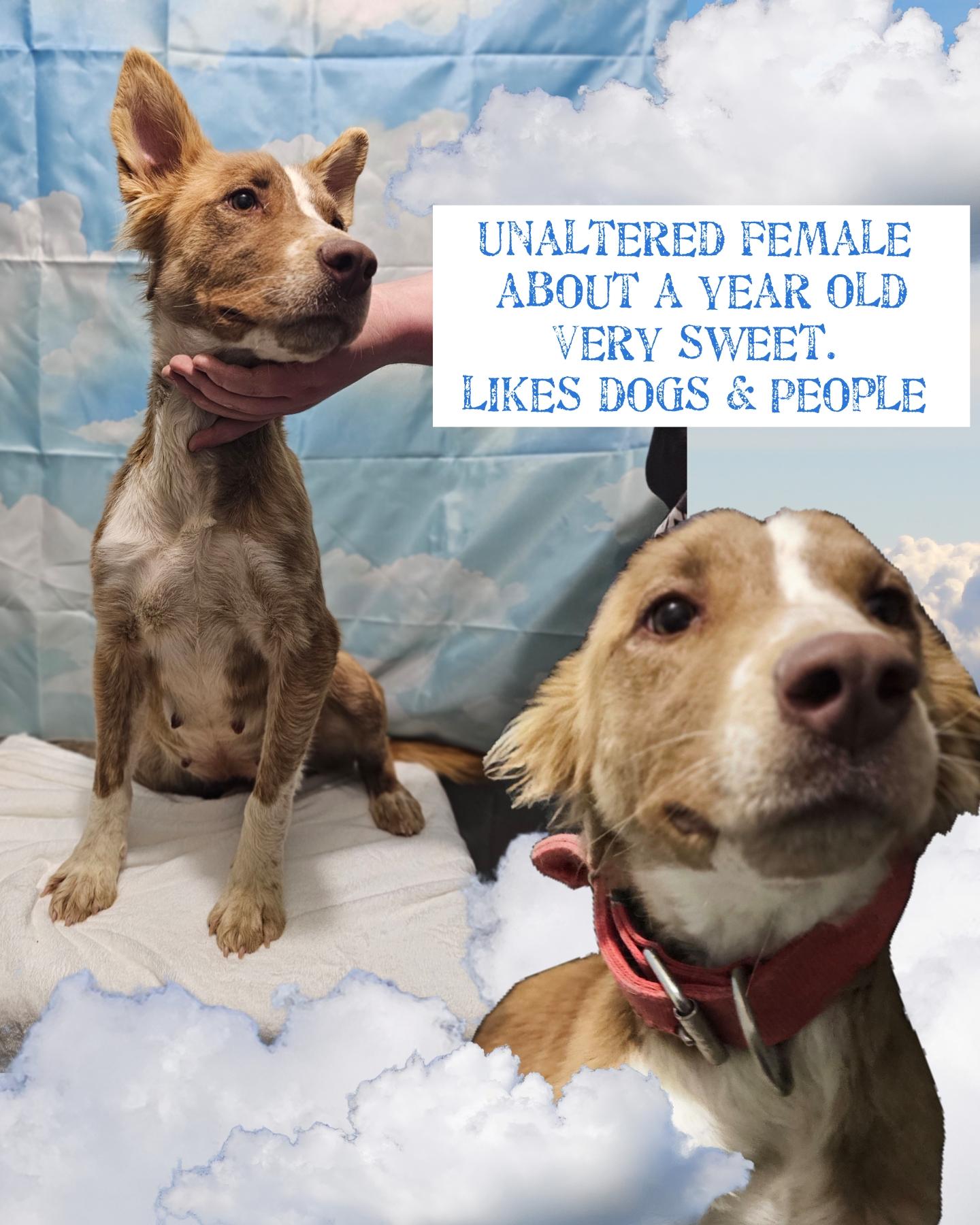 Enlarge Poppins, a Adopted mixed breed in Kermit, TX image 1/1