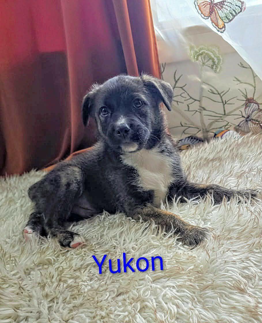 Yukon Cornelius (20260110-04)