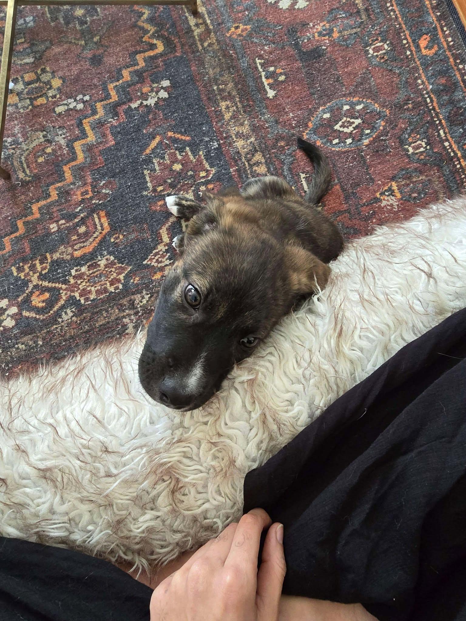 Yukon Cornelius (20260110-04) — thumbnail 3