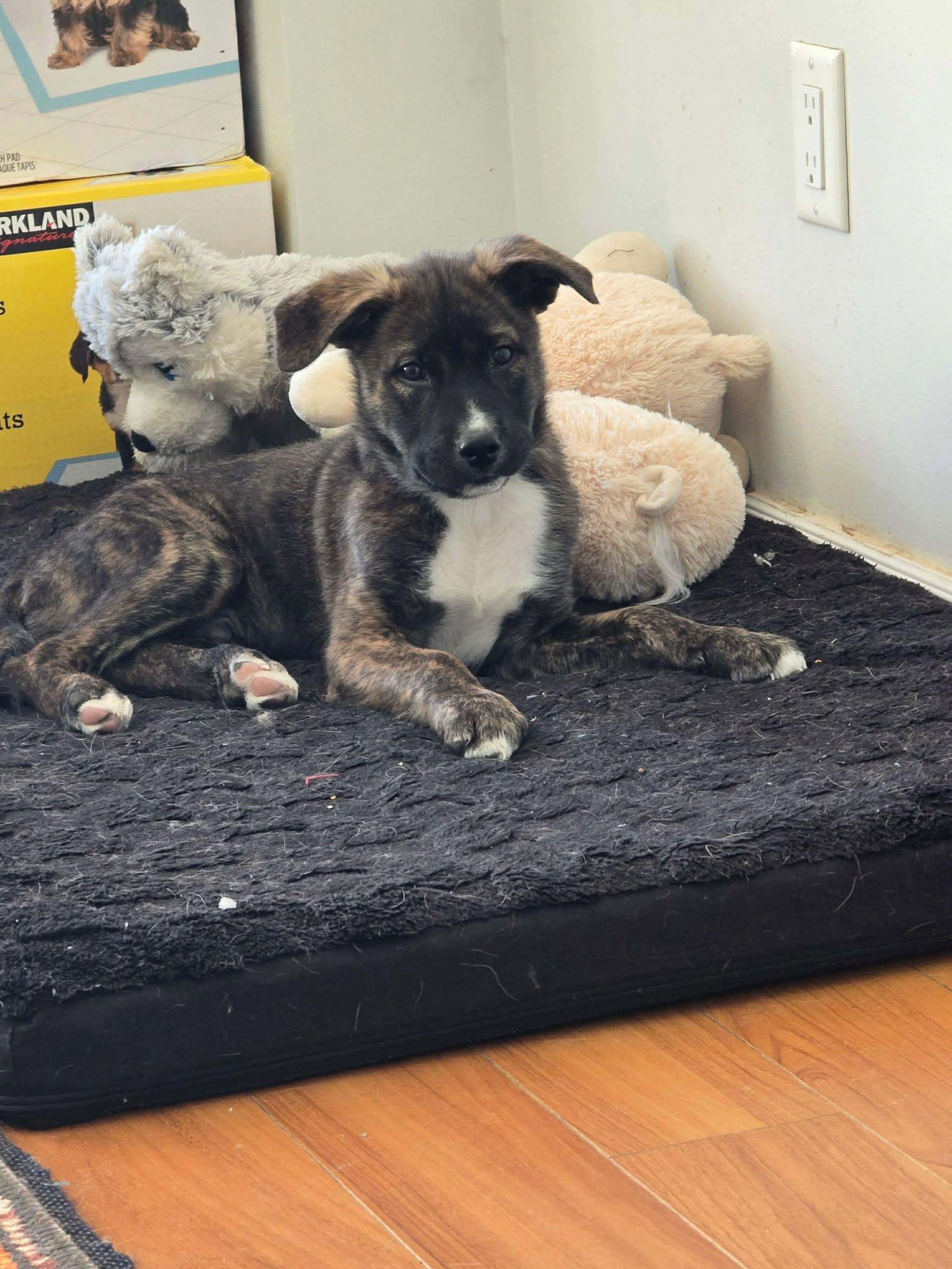 Yukon Cornelius (20260110-04) — thumbnail 4