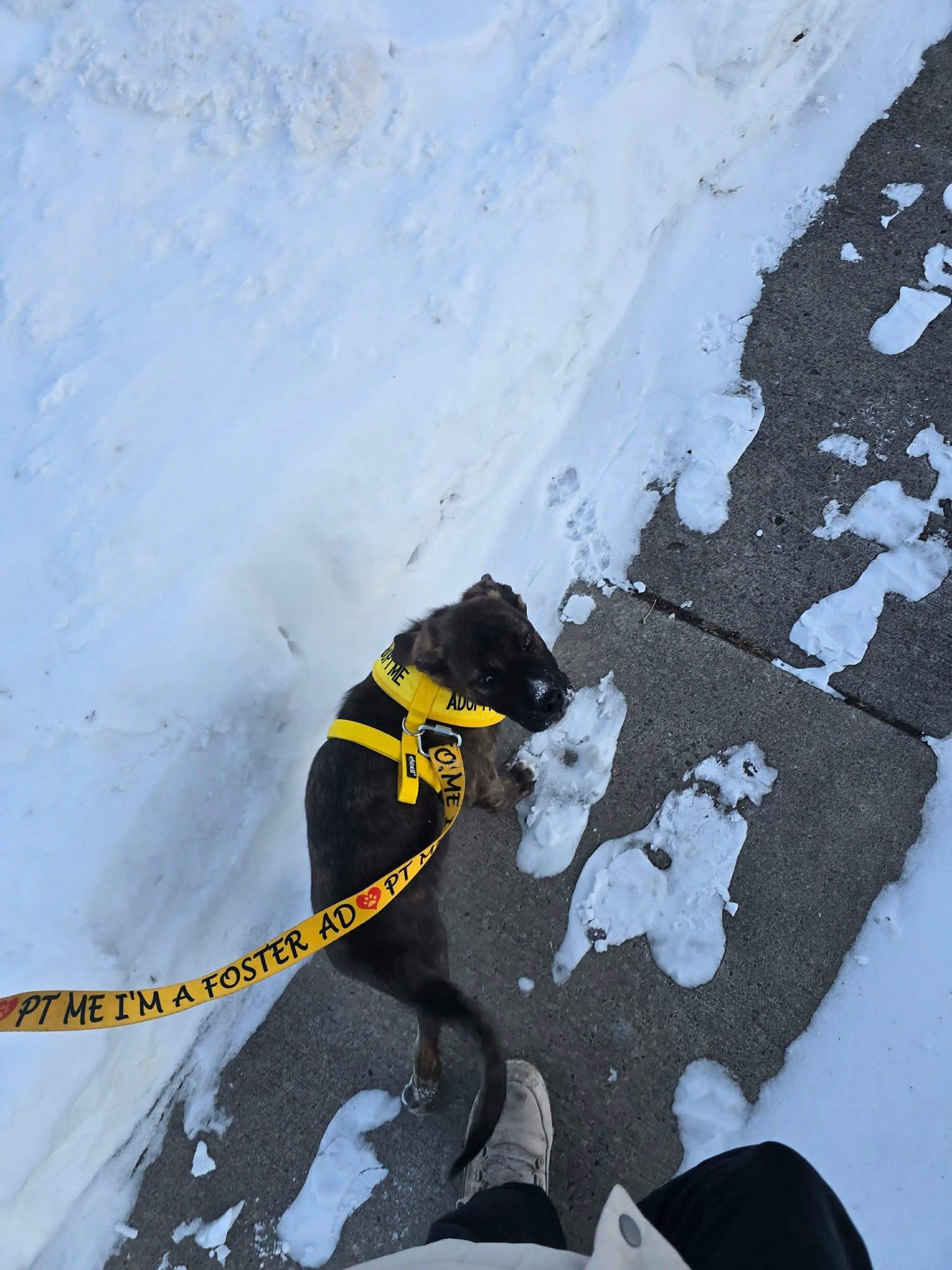 Yukon Cornelius (20260110-04) — thumbnail 5