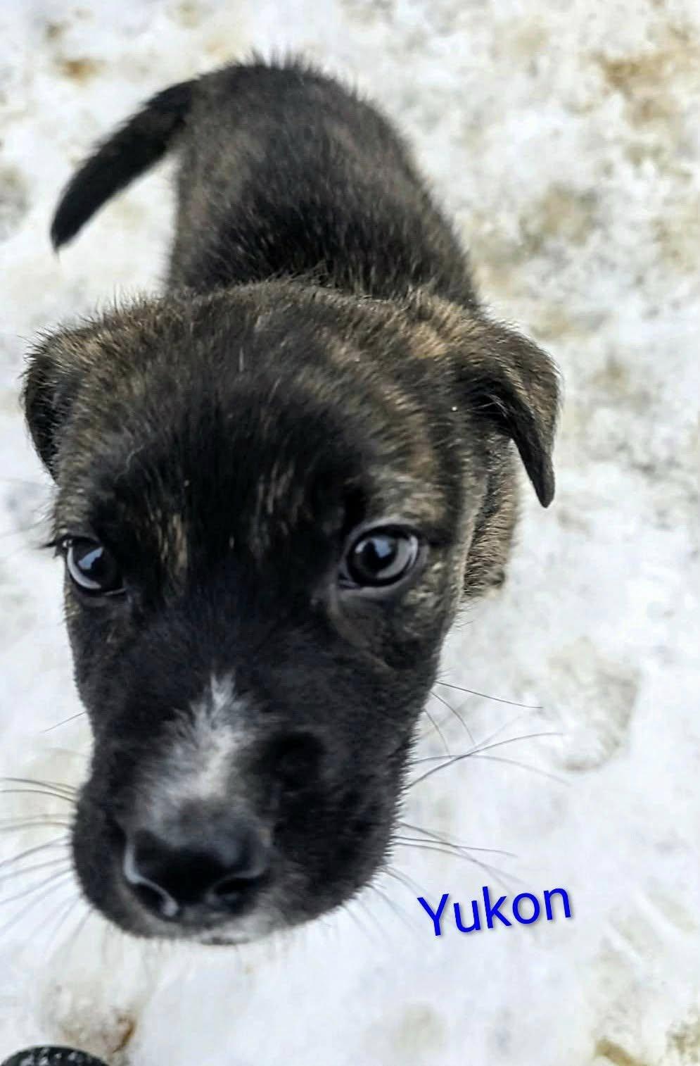 Yukon Cornelius (20260110-04) — thumbnail 6