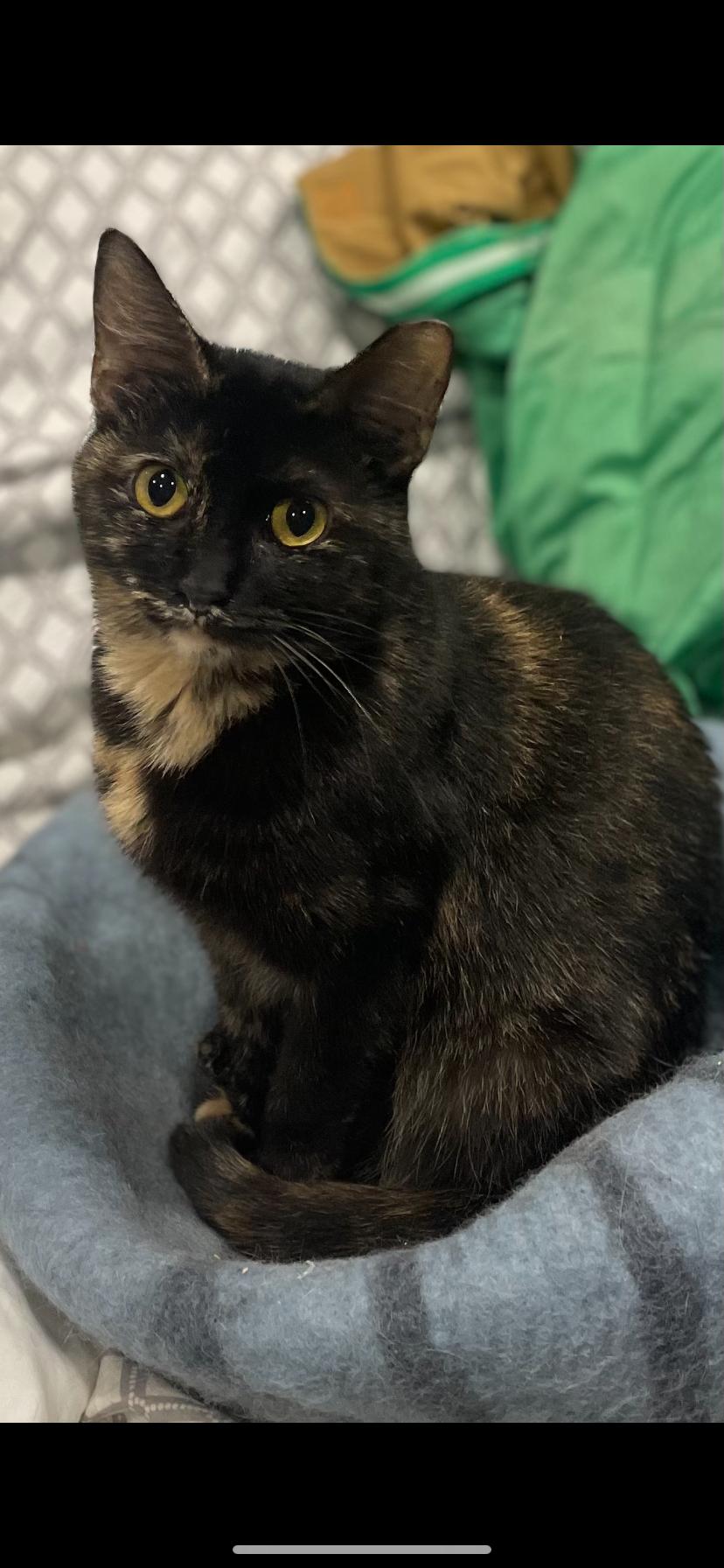 Enlarge Winnie, a Adoptable Domestic Short Hair in Waveland, IN image 1/2