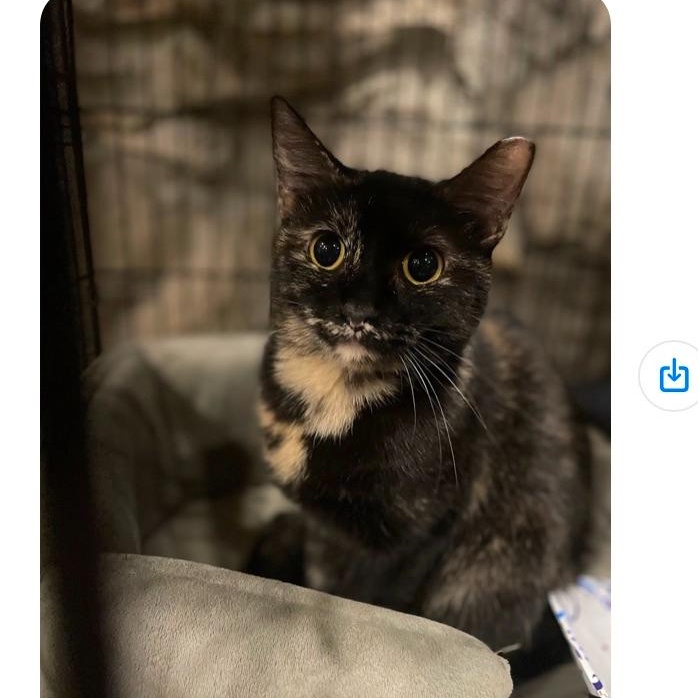 Enlarge Winnie, a Adoptable Domestic Short Hair in Waveland, IN image 2/2