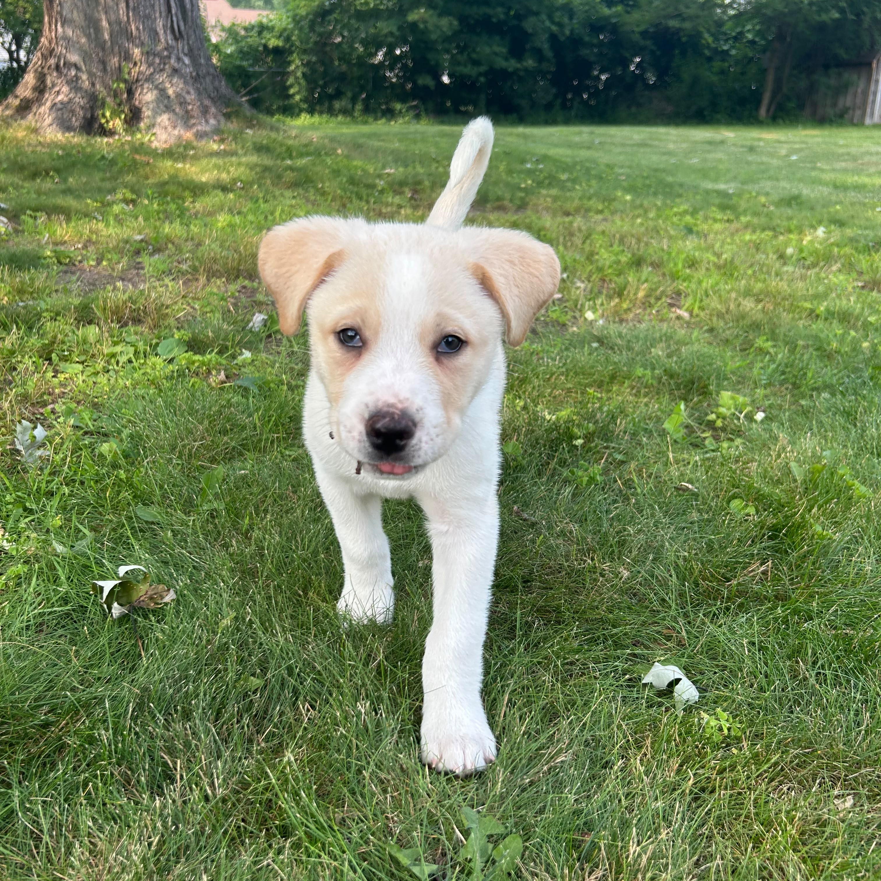 Rainier (mountain litter), a Adoptable mixed breed in Midland, MI image 2/4
