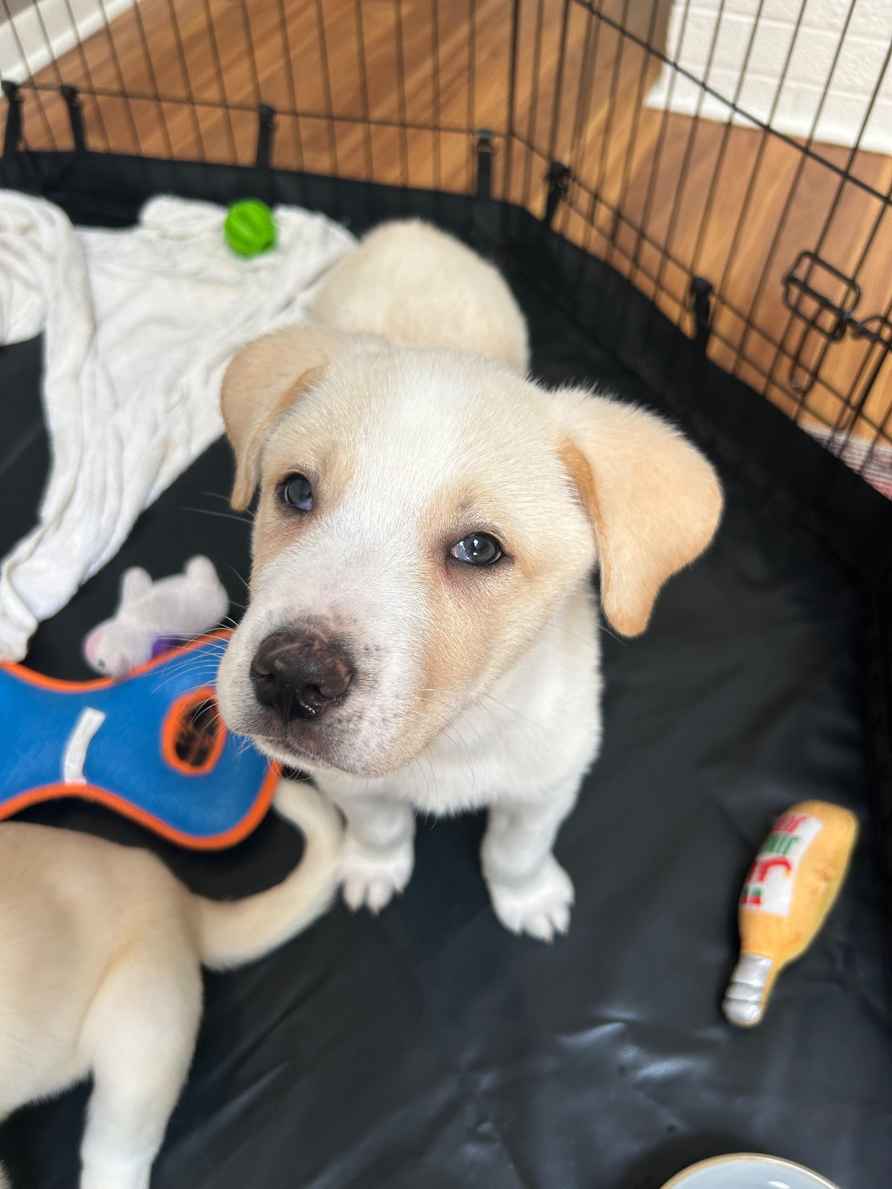Rainier (mountain litter), a Adoptable mixed breed in Midland, MI image 3/4