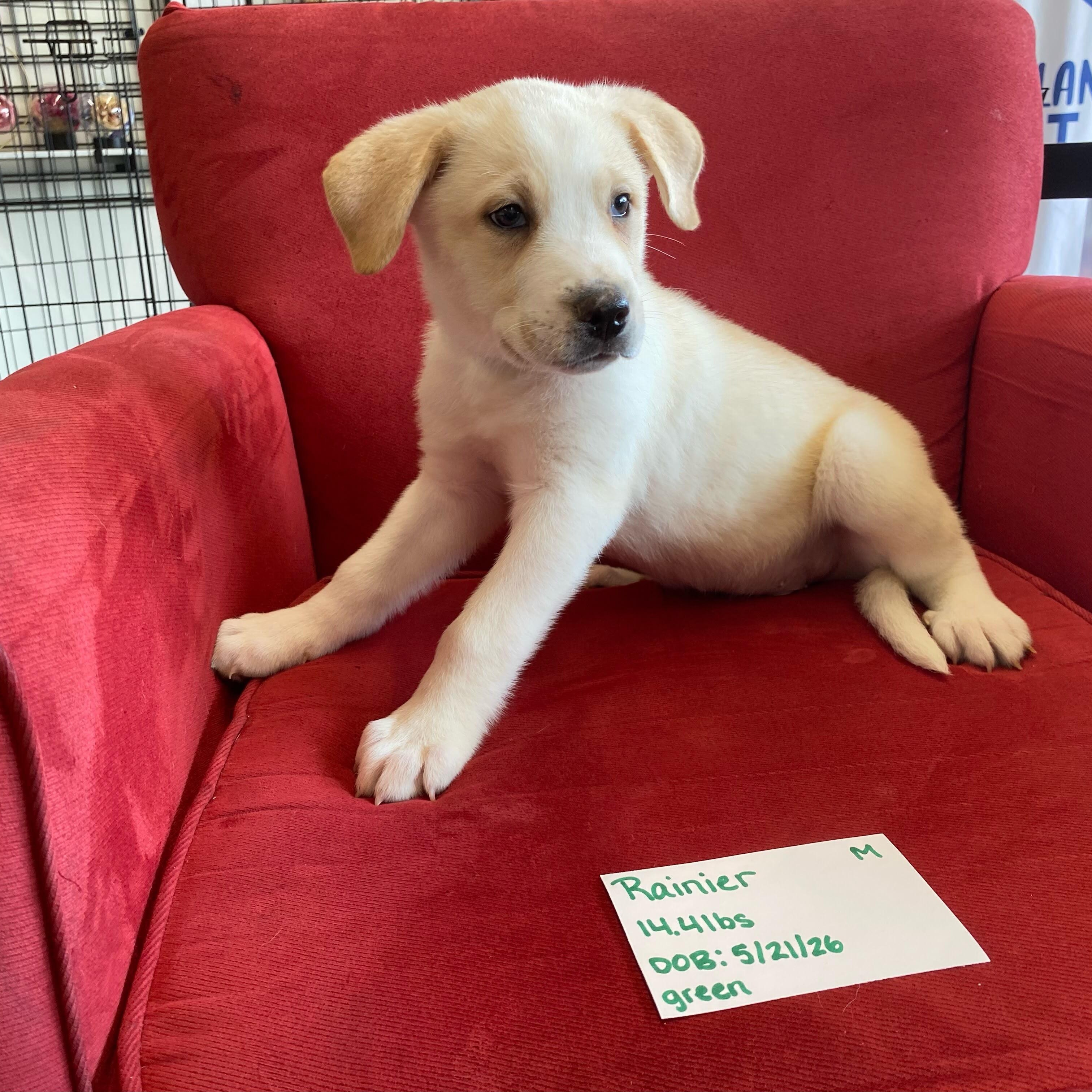 Rainier (mountain litter), a Adoptable mixed breed in Midland, MI image 1/4