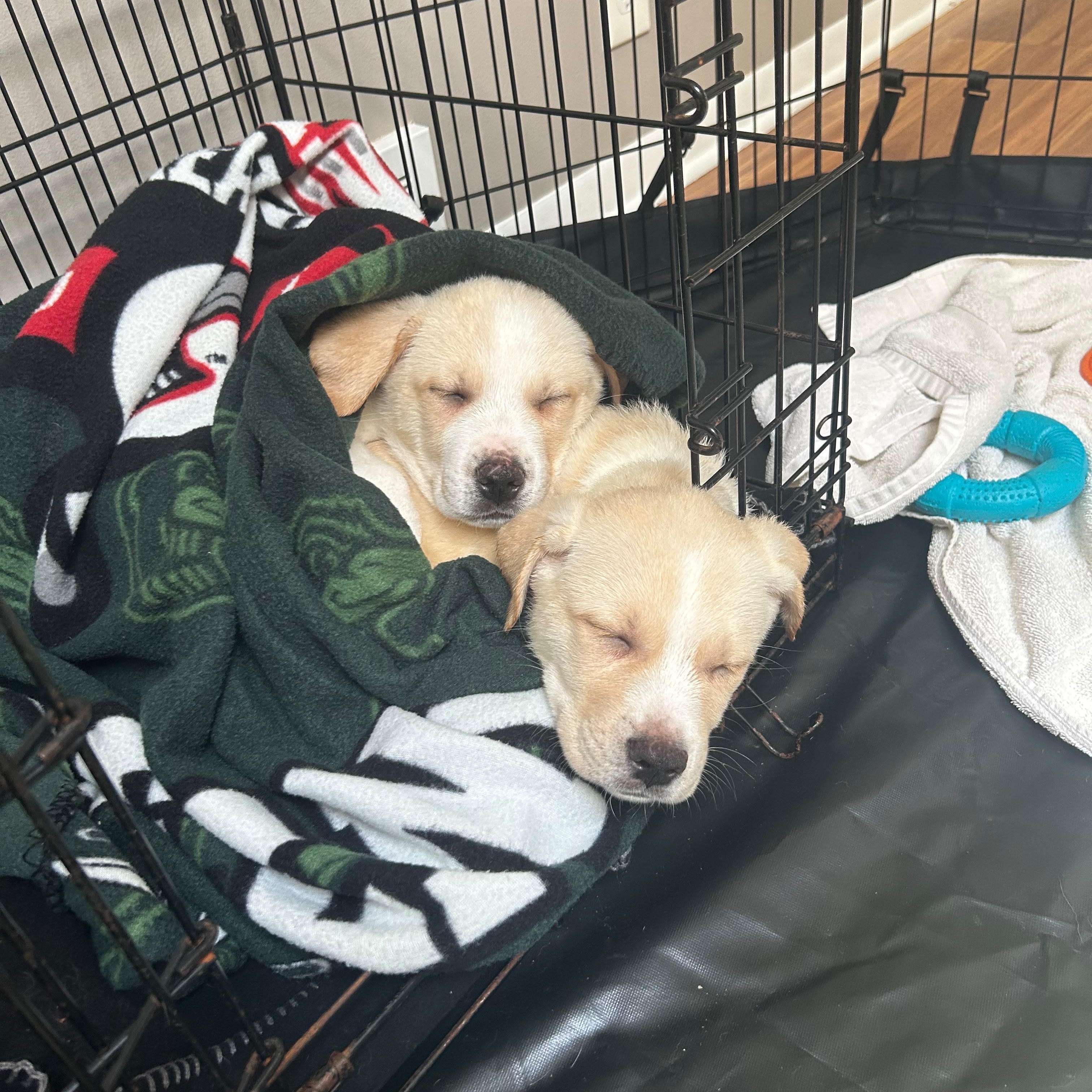 Rainier (mountain litter), a Adoptable mixed breed in Midland, MI image 4/4