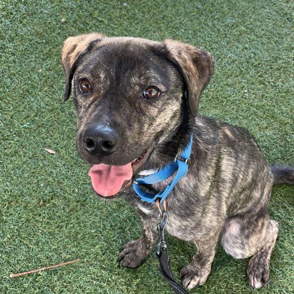 Enlarge Pickles, a Adoptable mixed breed in Walnut Creek, CA image 1/2