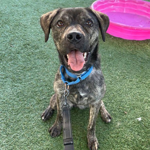 Enlarge Pickles, a Adoptable mixed breed in Walnut Creek, CA image 2/2