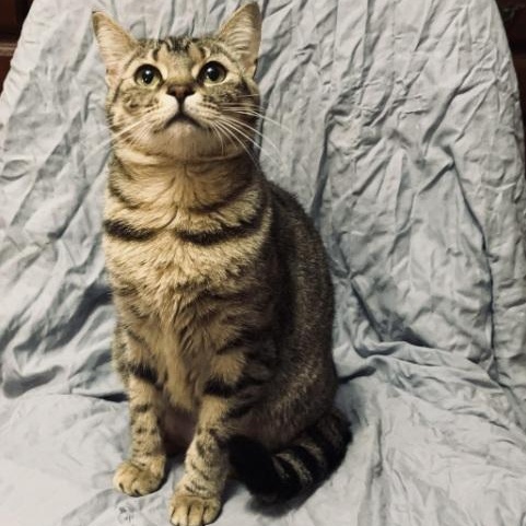 Codie — thumbnail 2