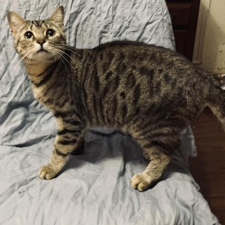 Codie — thumbnail 3