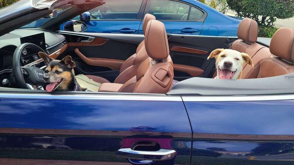 Enlarge Ezzy - Snow, a Adoptable mixed breed in Bonita, CA image 1/6