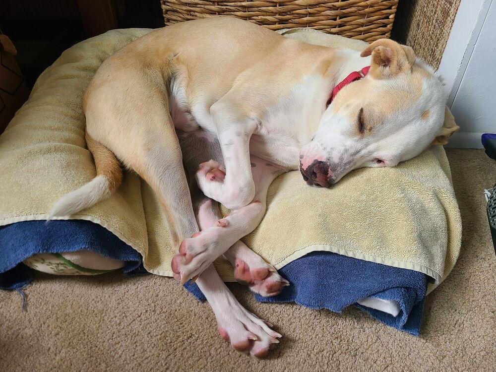 Ezzy - Snow, Adoptable, Young Male Labrador Retriever & Pointer.