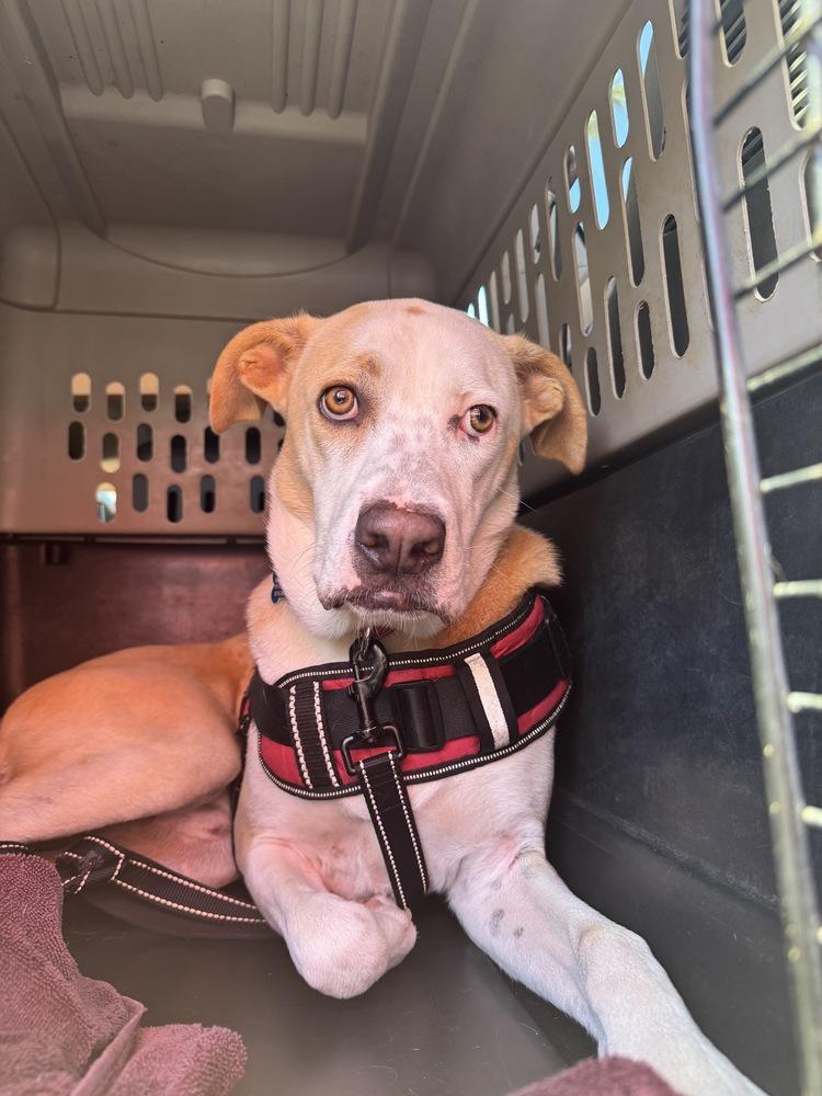 Enlarge Ezzy - Snow, a Adoptable mixed breed in Bonita, CA image 2/5