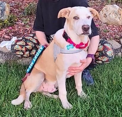 Enlarge Ezzy - Snow, a Adoptable mixed breed in Bonita, CA image 2/6