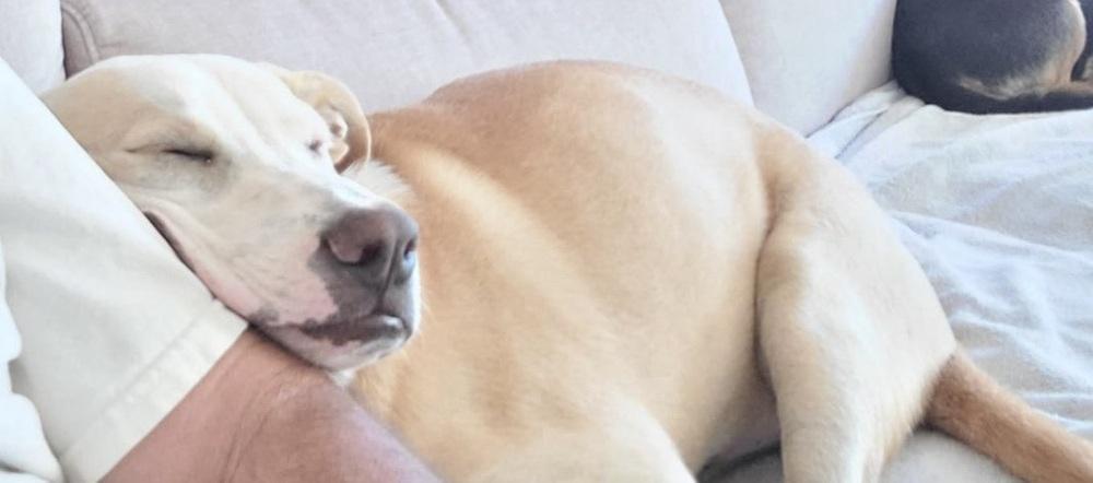 Enlarge Ezzy - Snow, a Adoptable mixed breed in Bonita, CA image 3/6