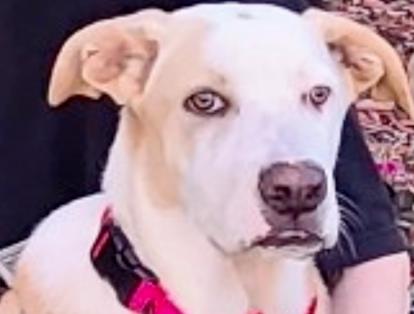 Enlarge Ezzy - Snow, a Adoptable mixed breed in Bonita, CA image 4/6