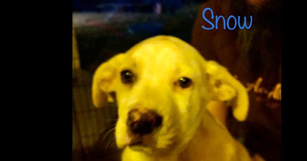 Enlarge Ezzy - Snow, a Adoptable mixed breed in Bonita, CA image 5/6