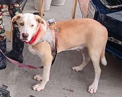 Enlarge Ezzy - Snow, a Adoptable mixed breed in Bonita, CA image 6/6