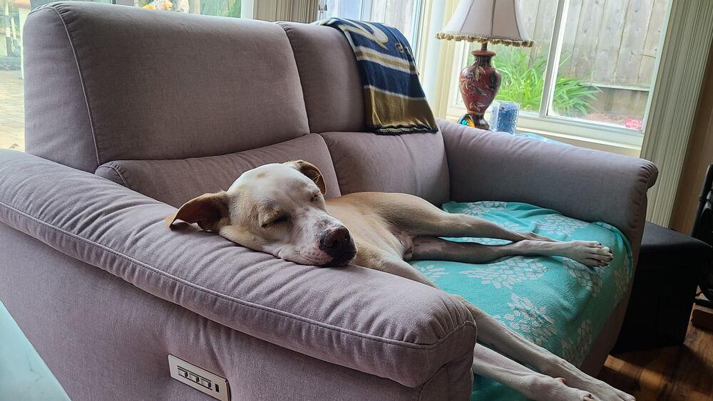 Ezzy - Snow, a Adoptable mixed breed in Bonita, CA image 5/5