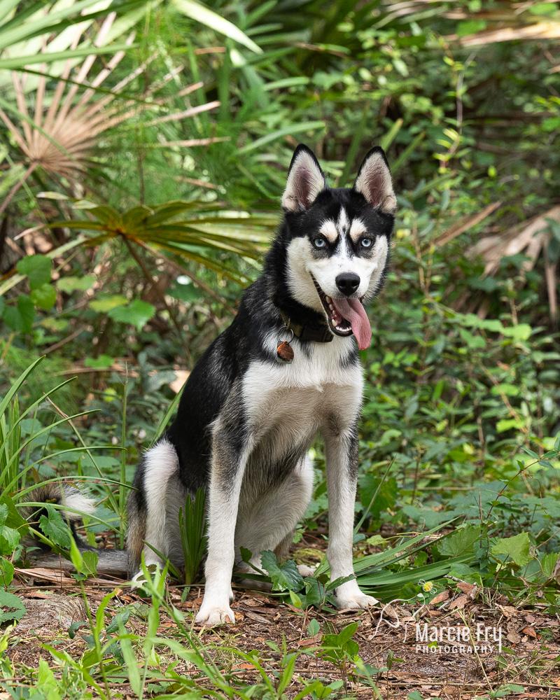 Little Luna, ADOPTABLE, Young Female Husky & Pomeranian.
