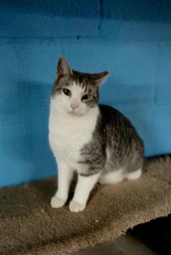 Ruth, Adoptable, Adult Female Domestic Short Hair.